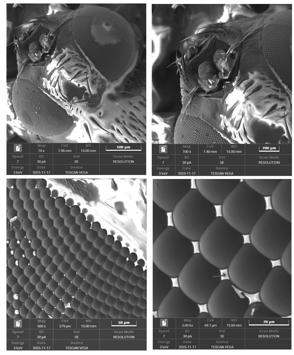 Hasil SEM Perbesaran Lalat