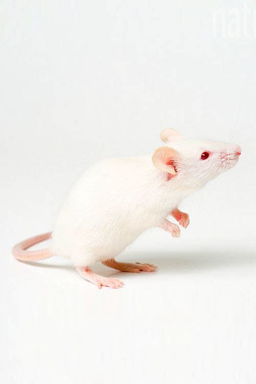 Mus musculus Mencit Putih Biologi