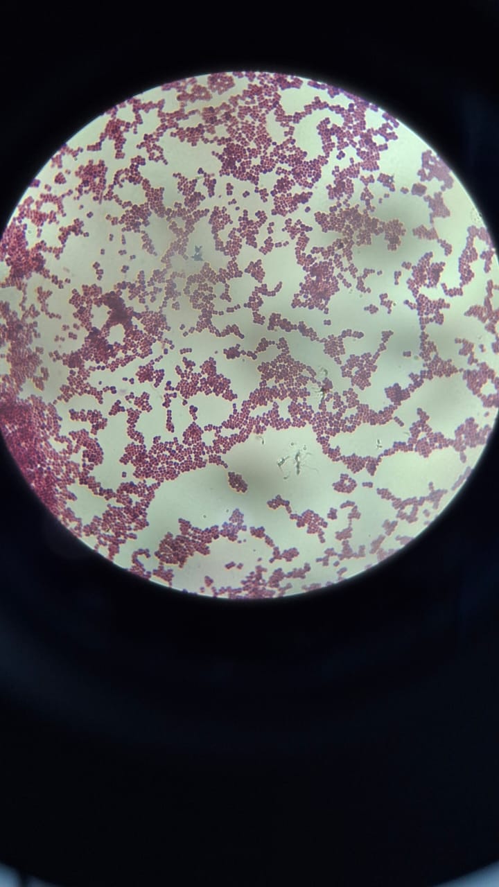 Penjualan Kultur Bakteri