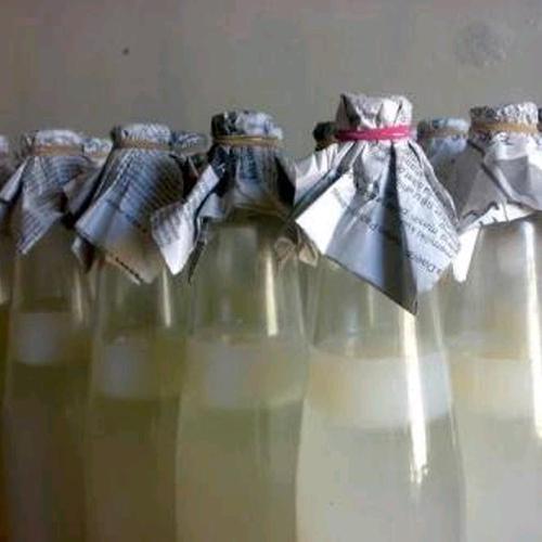 Starter Nata de Coco